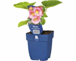 FloraSelf Stockrose Alcea Rosea 'Radiant Rose' H 10-80 Cm Co 0,5 L (6 Stk.)