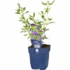 Strauch-Salbei Hainsalbei FloraSelf Salvia Jamensis 'Nachtvlinder' H 10-60 Cm Co 0,5 L -Florasellf Geschaft DV 8 10342136 01 4c DE 20220511111758