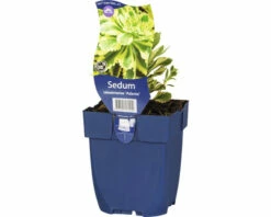 Fetthenne FloraSelf Sedum Takesimense 'Atlantis' H 5-20 Cm Co 0,5 L