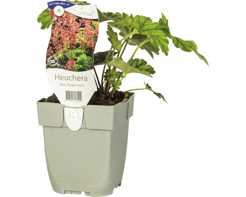 Purpurglöckchen FloraSelf Heuchera 'Rex Peppermint' H 5-25 Cm Co 0,5 L 3 Purpurglöckchen FloraSelf Heuchera 'Rex Peppermint' H 5-25 Cm Co 0,5 L