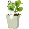 Kaukasusvergissmeinnicht FloraSelf Brunnera Macrophylla 'Betty Bowring' H 5-40 Cm Co 0,5 L (6 Stk.) 2 Kaukasusvergissmeinnicht FloraSelf Brunnera Macrophylla 'Betty Bowring' H 5-40 Cm Co 0,5 L (6 Stk.) -Florasellf Geschaft DV 8 10342706 01 4c DE 20220311091755