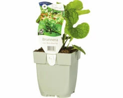 Kaukasusvergissmeinnicht FloraSelf Brunnera Macrophylla 'Betty Bowring' H 5-40 Cm Co 0,5 L (6 Stk.)