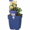 FloraSelf Marokkanische Margerite Rhodanthemum Hosmariense 'Zagora Yellow' H 5-25 Cm Co 0,5 L (6 Stk.) -Florasellf Geschaft DV 8 10342710 01 4c DE 20220428171652