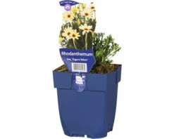 FloraSelf Marokkanische Margerite Rhodanthemum Hosmariense 'Zagora Yellow' H 5-25 Cm Co 0,5 L (6 Stk.)