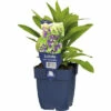 Kardinalblume FloraSelf Lobelia Speciosa 'Starship Blue' H 10-60 Cm Co 0,5 L (6 Stk.) -Florasellf Geschaft DV 8 10342711 01 4c DE 20220725074759