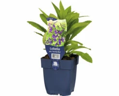 Kardinalblume FloraSelf Lobelia Speciosa 'Starship Blue' H 10-60 Cm Co 0,5 L (6 Stk.)