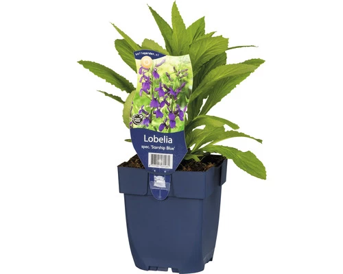 Kardinalblume FloraSelf Lobelia Speciosa 'Starship Blue' H 10-60 Cm Co 0,5 L (6 Stk.) 3 Kardinalblume FloraSelf Lobelia Speciosa 'Starship Blue' H 10-60 Cm Co 0,5 L (6 Stk.)