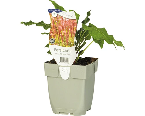 Kerzen-Knöterich FloraSelf Persicaria Amplexicaulis 'Orange Field' H 10-80 Cm Co 0,5 L (6 Stk.) 3 Kerzen-Knöterich FloraSelf Persicaria Amplexicaulis 'Orange Field' H 10-80 Cm Co 0,5 L (6 Stk.)