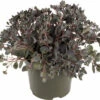 Fettblatt FloraSelf Sedum 'Red Sparkle' H 5-15 Cm Co 3 L 1 Fettblatt FloraSelf Sedum 'Red Sparkle' H 5-15 Cm Co 3 L -Florasellf Geschaft DV 8 10351517 01 4c DE 20220323194454