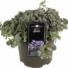 Teppich-Fettblatt FloraSelf Sedum 'Splendens' H 5-15 Cm Co 3 L 1 Teppich-Fettblatt FloraSelf Sedum 'Splendens' H 5-15 Cm Co 3 L -Florasellf Geschaft DV 8 10351518 01 4c DE 20220323200811