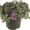 Fettblatt FloraSelf Sedum 'Lidakense' H 5-15 Cm Co 3 L 2 Fettblatt FloraSelf Sedum 'Lidakense' H 5-15 Cm Co 3 L -Florasellf Geschaft DV 8 10351520 01 4c DE 20220321113417