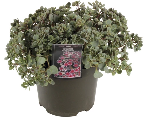 Fettblatt FloraSelf Sedum 'Lidakense' H 5-15 Cm Co 3 L 3 Fettblatt FloraSelf Sedum 'Lidakense' H 5-15 Cm Co 3 L