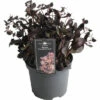 Garten-Fettblatt FloraSelf Sedum 'Touchdown Teak' H 5-15 Cm Co 3 L -Florasellf Geschaft DV 8 10351521 01 4c DE 20220720081658