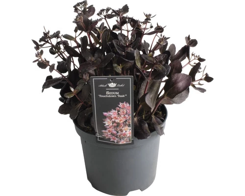 Garten-Fettblatt FloraSelf Sedum 'Touchdown Teak' H 5-15 Cm Co 3 L 3 Garten-Fettblatt FloraSelf Sedum 'Touchdown Teak' H 5-15 Cm Co 3 L
