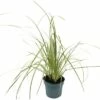 Kleines Pampasgras, Zwerg-Pampasgras FloraSelf Cortaderia Selloana 'Golden Goblin' H 15-100 Cm Co 6 L -Florasellf Geschaft DV 8 10351526 01 4c DE 20210129084755 1