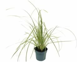 Kleines Pampasgras, Zwerg-Pampasgras FloraSelf Cortaderia Selloana 'Golden Goblin' H 15-100 Cm Co 6 L