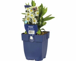 Zwerg Wild-Aster FloraSelf Aster Ageratoides 'Starshine' H 10-20 Cm Co 0,5 L