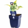 Große Funkie Mit Grünem Rand FloraSelf Hosta Sieboldiana 'Great Expectations' H 10-60 Cm Co 0,5 L -Florasellf Geschaft DV 8 10351630 01 4c DE 20220711221657
