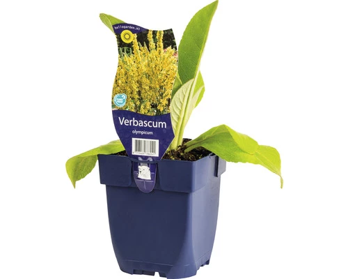 Kandelaber-Königskerze FloraSelf Verbascum Olympicum H 10-100 Cm Co 0,5 L 3 Kandelaber-Königskerze FloraSelf Verbascum Olympicum H 10-100 Cm Co 0,5 L
