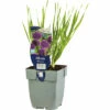 Zierlauch FloraSelf Allium 'Millenium' H 5-20 Cm Co 0,5 L 2 Zierlauch FloraSelf Allium 'Millenium' H 5-20 Cm Co 0,5 L -Florasellf Geschaft DV 8 10351654 01 4c DE 20220311094651
