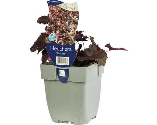 Purpurglöckchen FloraSelf Heuchera Micrantha 'Black Sea' ® H 5-20 Cm Co 0,5 L 3 Purpurglöckchen FloraSelf Heuchera Micrantha 'Black Sea' ® H 5-20 Cm Co 0,5 L