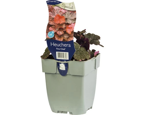 Purpurglöckchen FloraSelf Heuchera ‘Fire Chief’ H 5-20 Cm Co 0,5 L 3 Purpurglöckchen FloraSelf Heuchera ‘Fire Chief’ H 5-20 Cm Co 0,5 L