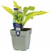 FloraSelf Mittelgroße Gelbe Funkie Hosta 'Lady Guinevere' H 5-20 Cm Co 0,5 L (6 Stk.)
