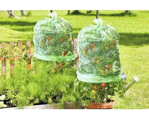 Tomaten Folienhaube FloraSelf Mitwachsend Ø 65 Cm H 125 Cm 5 Stk 5 Tomaten Folienhaube FloraSelf Mitwachsend Ø 65 Cm H 125 Cm 5 Stk – Bild 3