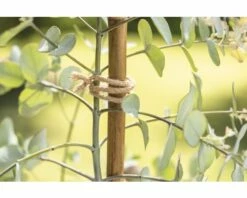 Jute Bindedraht FloraSelf Nature 10 M -Florasellf Geschaft DV 8 10356593 04 4c AT 20201112184758