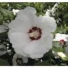 Garteneibisch FloraSelf Hibiscus Syriacus 'Red Heart' Stamm Ca. 40 Cm Gesamt H 60-80 Cm Co 6 L -Florasellf Geschaft DV 8 10357617 02 4c DE 20201221234651