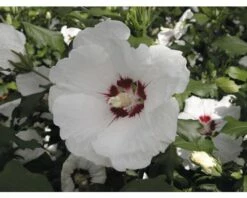 Garteneibisch FloraSelf Hibiscus Syriacus 'Red Heart' Stamm Ca. 40 Cm Gesamt H 60-80 Cm Co 6 L