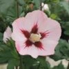Garteneibisch FloraSelf Hibiscus Syriacus 'Hamabo' Stamm Ca. 40 Cm Gesamt H 60-80 Cm Co 6 L