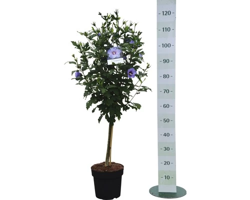 Garteneibisch FloraSelf Hibiscus Syriacus 'Chiffon' H 50-60 Cm Co 4 L 4 Garteneibisch FloraSelf Hibiscus Syriacus 'Chiffon' H 50-60 Cm Co 4 L – Bild 2