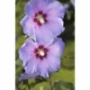 Garteneibisch FloraSelf Hibiscus Syriacus 'Chiffon' H 50-60 Cm Co 4 L 1 Garteneibisch FloraSelf Hibiscus Syriacus 'Chiffon' H 50-60 Cm Co 4 L -Florasellf Geschaft DV 8 10357619 02 4c DE 20201222051655