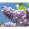 Edelflieder FloraSelf Syringa Vulgaris 'Beauty Of Moscow' H 60-80 Cm Co 10 L