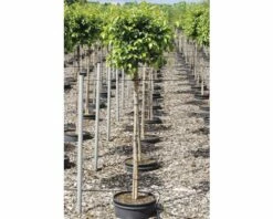 Titelseite 7 Titelseite -Florasellf Geschaft DV 8 10357633 01 4c DE 20201222051655