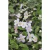Anemonen Waldrebe Spalier FloraSelf Clematis Montana 'Mayleen' H Ca. 60 Cm Co 6 L
