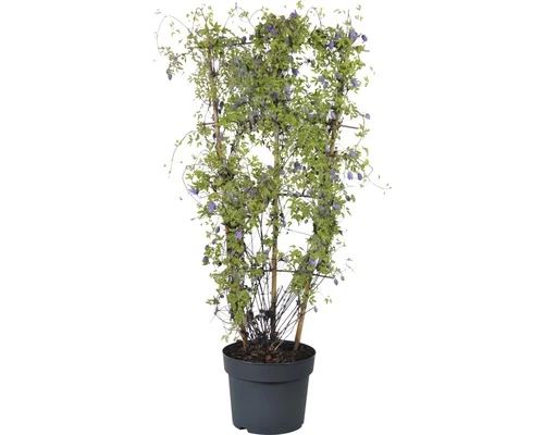 Alpen-Waldrebe Spalier FloraSelf Clematis Alpina H Ca. 60 Cm Co 6 L 4 Alpen-Waldrebe Spalier FloraSelf Clematis Alpina H Ca. 60 Cm Co 6 L – Bild 2
