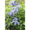 Alpen-Waldrebe Spalier FloraSelf Clematis Alpina H Ca. 60 Cm Co 6 L
