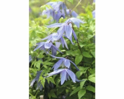 Alpen-Waldrebe Spalier FloraSelf Clematis Alpina H Ca. 60 Cm Co 6 L