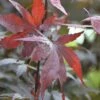 Roter Fächerahorn FloraSelf Acer Palmatum 'Bloodgood' H 80-100 Cm Co 10 L -Florasellf Geschaft DV 8 10357644 01 4c DE 20201222051655