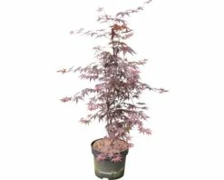 Roter Fächerahorn FloraSelf Acer Palmatum 'Bloodgood' H 80-100 Cm Co 10 L 5 Roter Fächerahorn FloraSelf Acer Palmatum 'Bloodgood' H 80-100 Cm Co 10 L -Florasellf Geschaft DV 8 10357644 02 4c DE 20201223051653