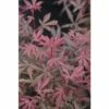 Fächerahorn FloraSelf Acer Palmatum 'Jerre Schwartz' H 80-100 Cm Co 10 L 1 Fächerahorn FloraSelf Acer Palmatum 'Jerre Schwartz' H 80-100 Cm Co 10 L -Florasellf Geschaft DV 8 10357645 01 4c DE 20201222051655