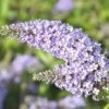 Sommerflieder FloraSelf Buddleja Davidii 'Monarch Glass Slippers' ® H Ca. 40 Cm Co 4,5 L 2 Sommerflieder FloraSelf Buddleja Davidii 'Monarch Glass Slippers' ® H Ca. 40 Cm Co 4,5 L -Florasellf Geschaft DV 8 10357671 01 4c DE 20201222051655
