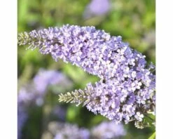 Sommerflieder FloraSelf Buddleja Davidii 'Monarch Glass Slippers' ® H Ca. 40 Cm Co 4,5 L