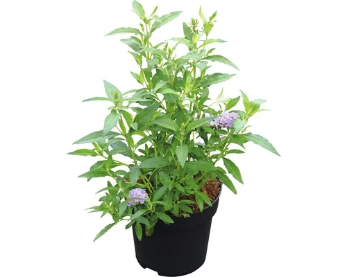 Sommerflieder FloraSelf Buddleja Davidii 'Monarch Glass Slippers' ® H Ca. 40 Cm Co 4,5 L 4 Sommerflieder FloraSelf Buddleja Davidii 'Monarch Glass Slippers' ® H Ca. 40 Cm Co 4,5 L – Bild 2