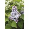 Edelflieder FloraSelf Syringa Vulgaris 'Belle De Nancy' H 40-60 Cm Co 3 L -Florasellf Geschaft DV 8 10357693 01 4c DE 20201222051655