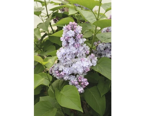 Edelflieder FloraSelf Syringa Vulgaris 'Belle De Nancy' H 40-60 Cm Co 3 L 3 Edelflieder FloraSelf Syringa Vulgaris 'Belle De Nancy' H 40-60 Cm Co 3 L