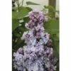 Edelflieder FloraSelf Syringa Vulgaris 'Michel Buchner' H 40-60 Cm Co 3 L -Florasellf Geschaft DV 8 10357696 01 4c DE 20201222051655