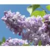 Edelflieder FloraSelf Syringa Vulgaris 'Beauty Of Moscow' H 40-60 Cm Co 3 L -Florasellf Geschaft DV 8 10357704 01 4c DE 20201222051655